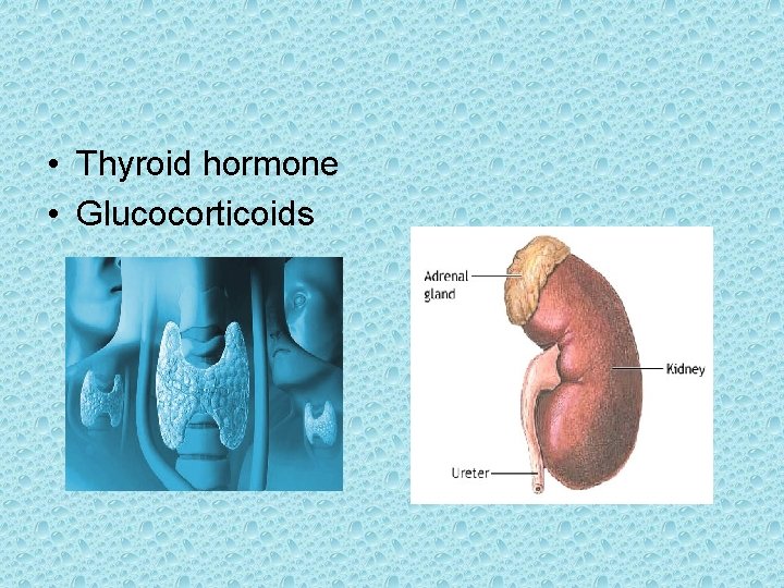  • Thyroid hormone • Glucocorticoids 