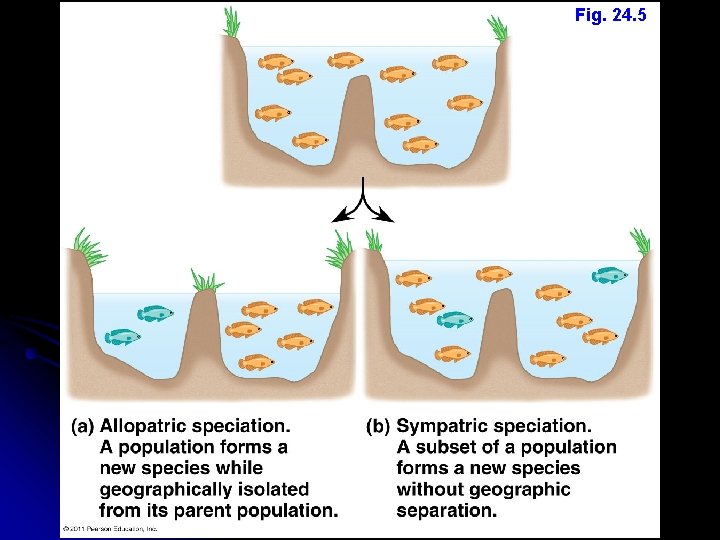 Fig. 24. 5 