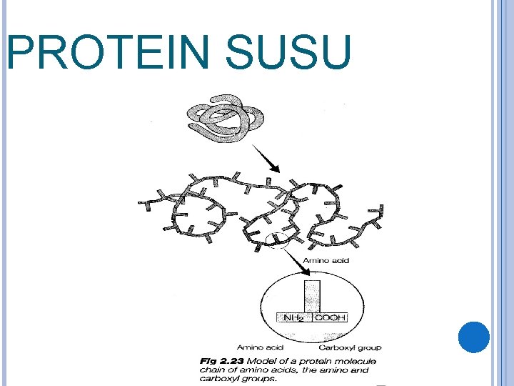 PROTEIN SUSU 
