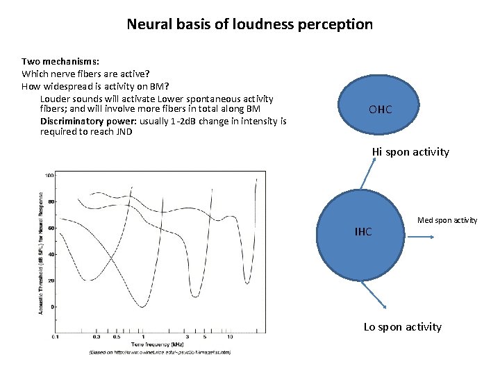 Neural basis of loudness perception Two mechanisms: Which nerve fibers are active? How widespread