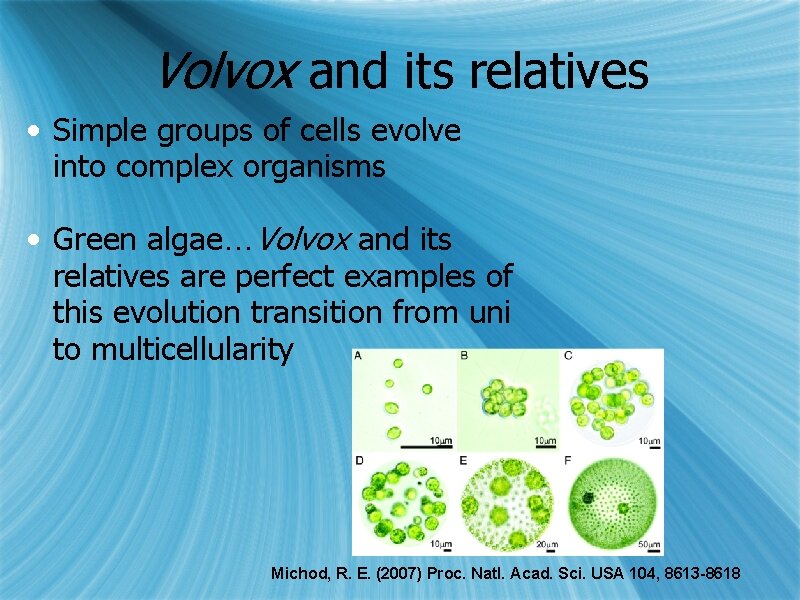 Volvox and its relatives • Simple groups of cells evolve into complex organisms •
