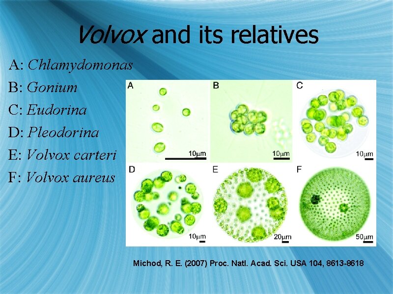 Volvox and its relatives A: Chlamydomonas B: Gonium C: Eudorina D: Pleodorina E: Volvox