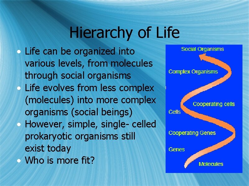 Hierarchy of Life • Life can be organized into various levels, from molecules through