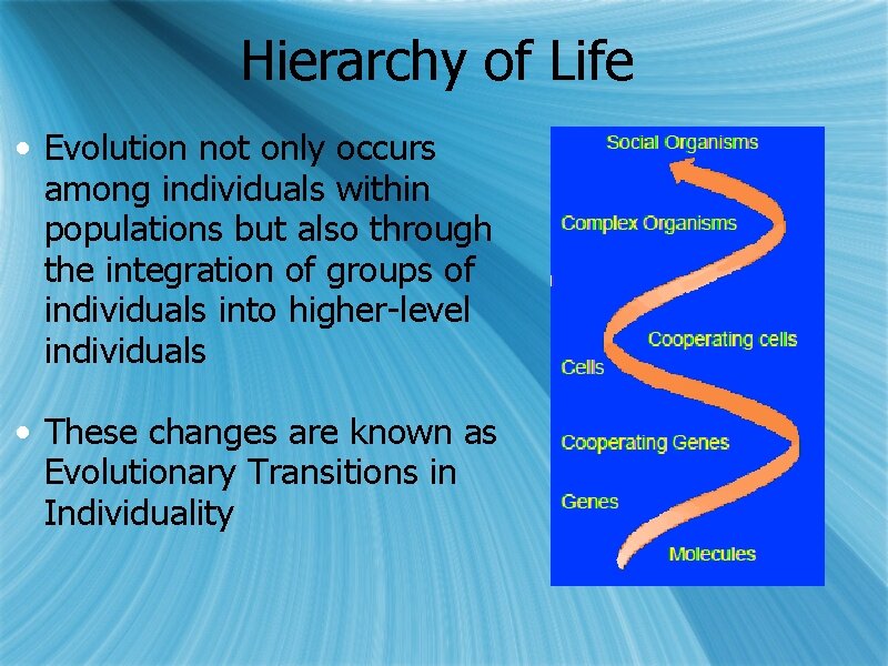 Hierarchy of Life • Evolution not only occurs among individuals within populations but also