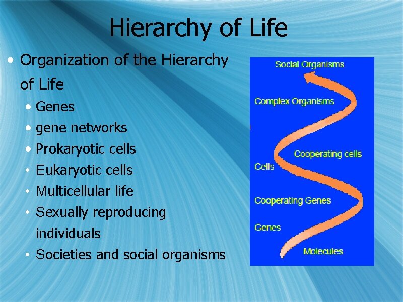 Hierarchy of Life • Organization of the Hierarchy of Life • • • Genes