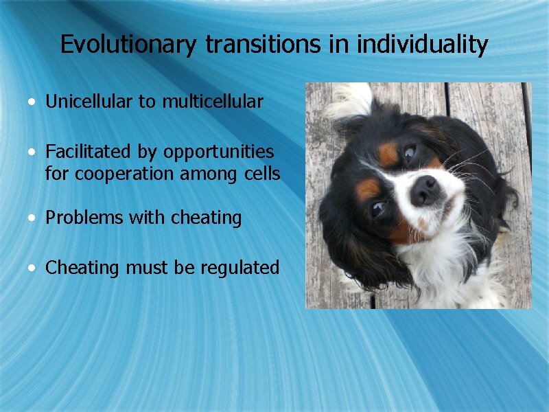 Evolutionary transitions in individuality • Unicellular to multicellular • Facilitated by opportunities for cooperation