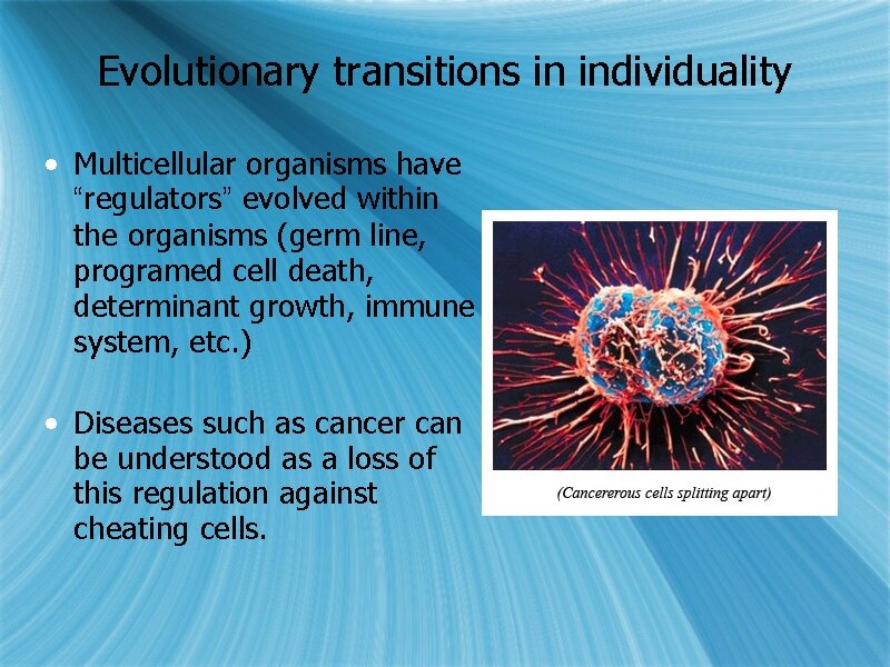 Evolutionary transitions in individuality • Multicellular organisms have “regulators” evolved within the organisms (germ