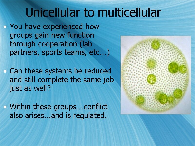 Unicellular to multicellular • You have experienced how groups gain new function through cooperation
