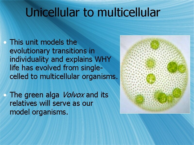 Unicellular to multicellular • This unit models the evolutionary transitions in individuality and explains