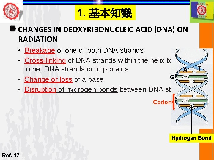 1. 基本知識 CHANGES IN DEOXYRIBONUCLEIC ACID (DNA) ON RADIATION • Breakage of one or