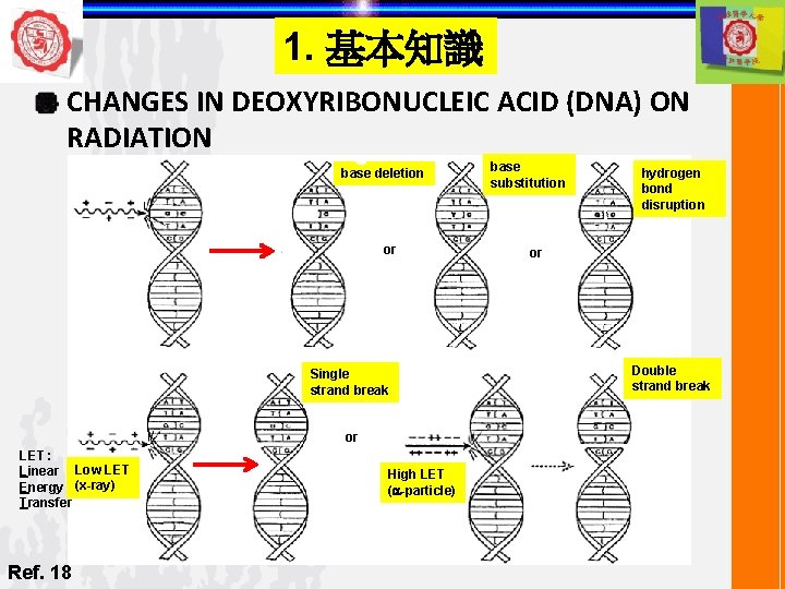 1. 基本知識 CHANGES IN DEOXYRIBONUCLEIC ACID (DNA) ON RADIATION base deletion or Single strand