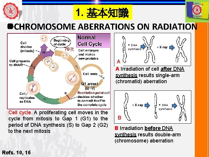 1. 基本知識 CHROMOSOME ABERRATIONS ON RADIATION + DNA synthesis + X-ray A A Irradiation