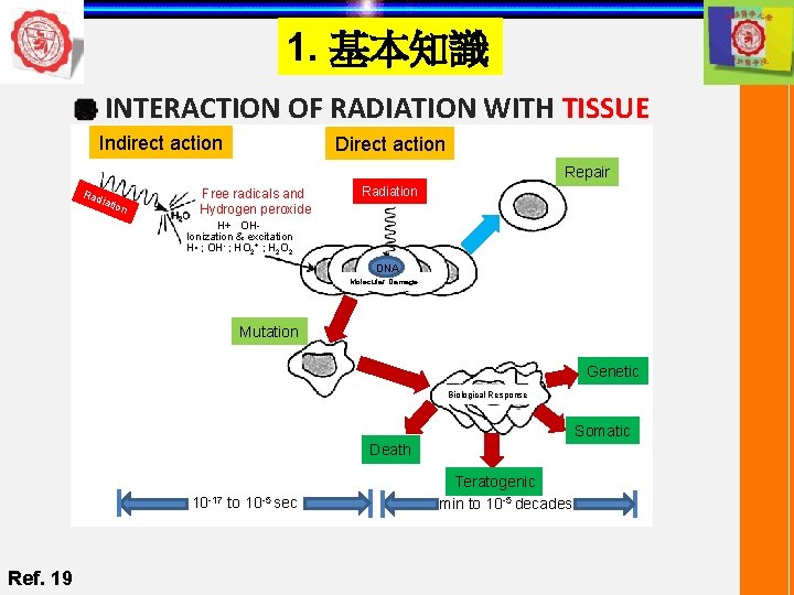 1. 基本知識 INTERACTION OF RADIATION WITH TISSUE Indirect action Direct action Repair Rad iatio