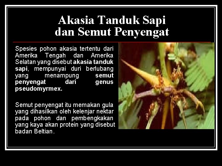 Akasia Tanduk Sapi dan Semut Penyengat Spesies pohon akasia tertentu dari Amerika Tengah dan