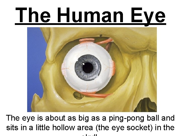 The Human Eye The eye is about as big as a ping-pong ball and