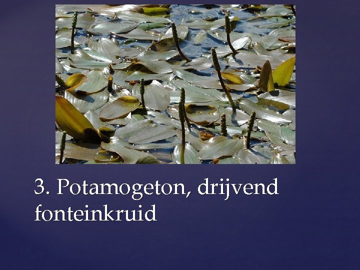 3. Potamogeton, drijvend fonteinkruid 