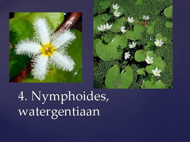 4. Nymphoides, watergentiaan 