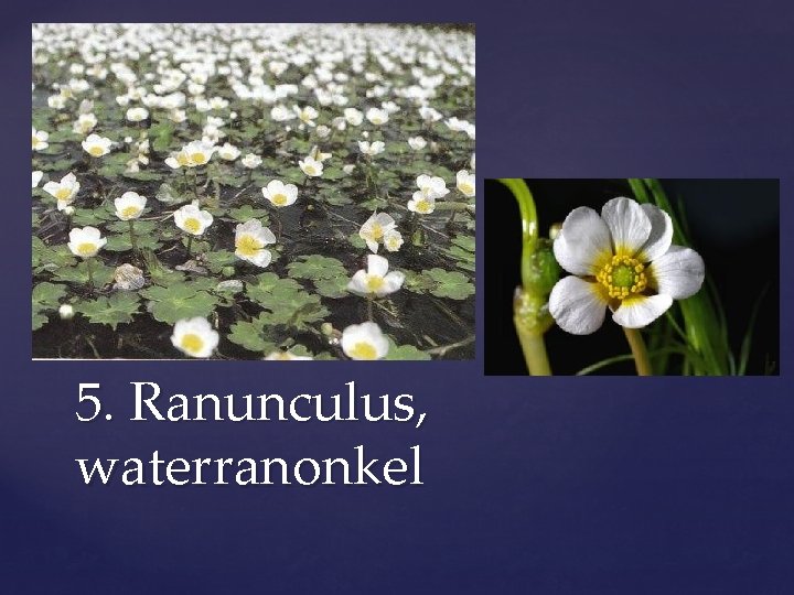 5. Ranunculus, waterranonkel 