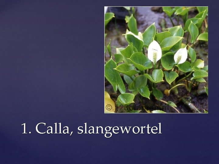 1. Calla, slangewortel 