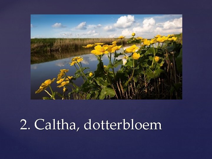 2. Caltha, dotterbloem 