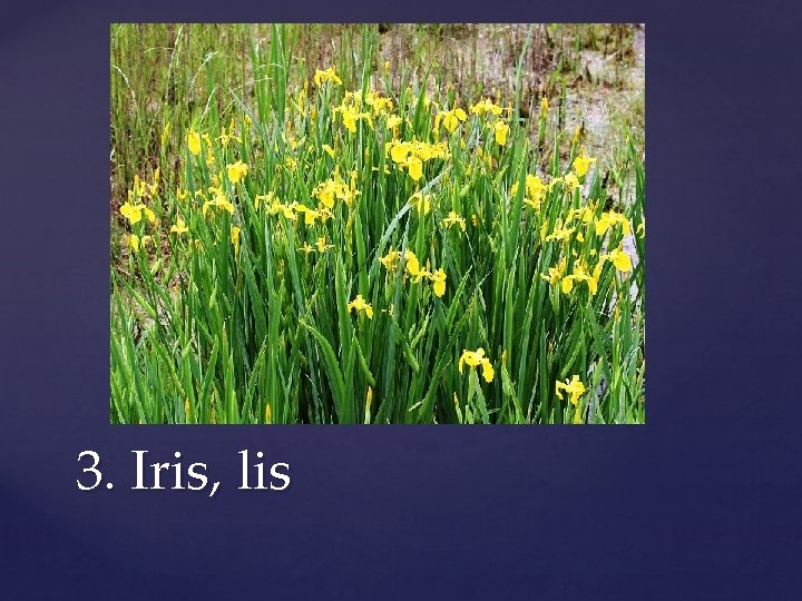 3. Iris, lis 