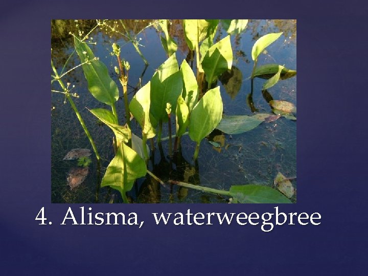 4. Alisma, waterweegbree 