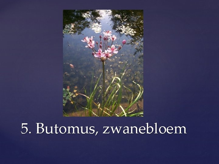 5. Butomus, zwanebloem 