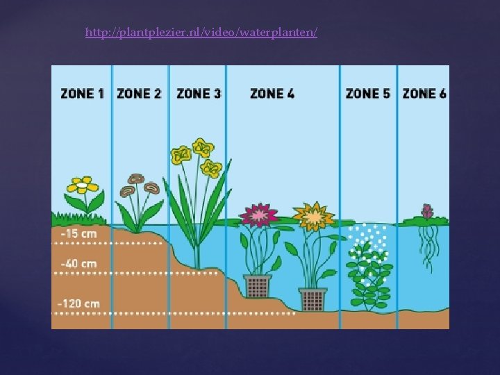 http: //plantplezier. nl/video/waterplanten/ 