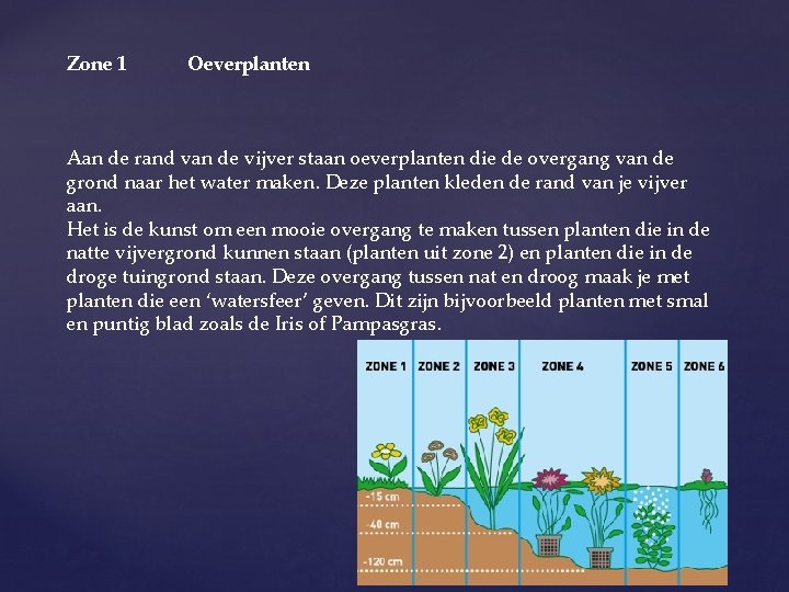 Zone 1 Oeverplanten Aan de rand van de vijver staan oeverplanten die de overgang