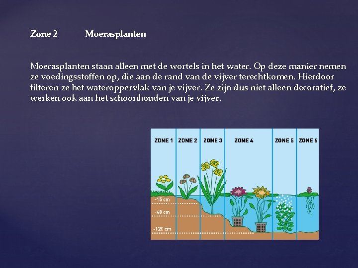  Zone 2 Moerasplanten staan alleen met de wortels in het water. Op deze