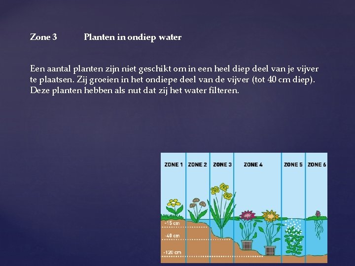 Zone 3 Planten in ondiep water Een aantal planten zijn niet geschikt om in