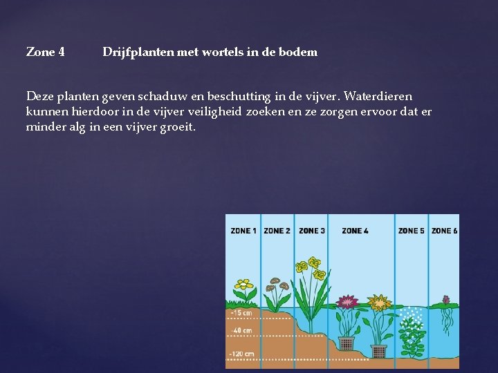 Zone 4 Drijfplanten met wortels in de bodem Deze planten geven schaduw en beschutting