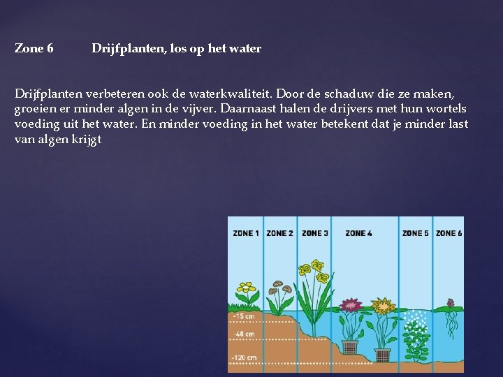 Zone 6 Drijfplanten, los op het water Drijfplanten verbeteren ook de waterkwaliteit. Door de