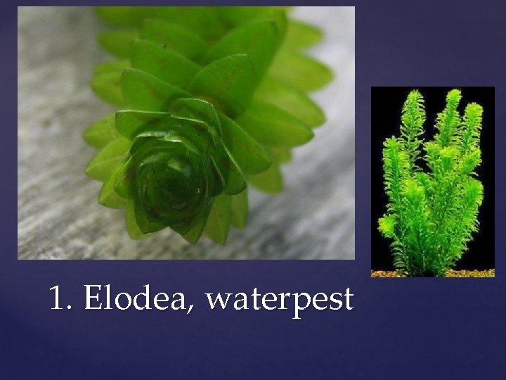 1. Elodea, waterpest 