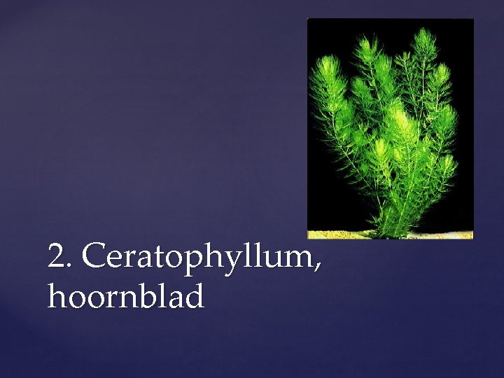 2. Ceratophyllum, hoornblad 