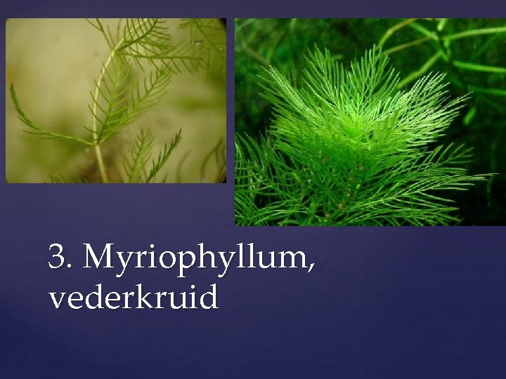 3. Myriophyllum, vederkruid 