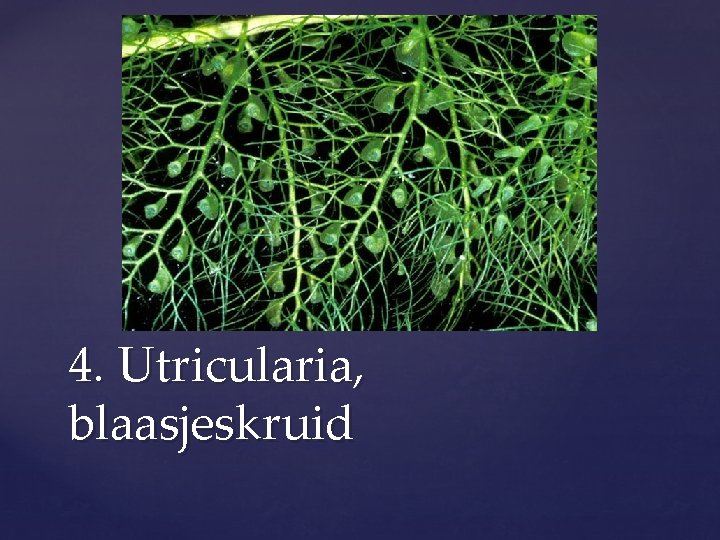 4. Utricularia, blaasjeskruid 