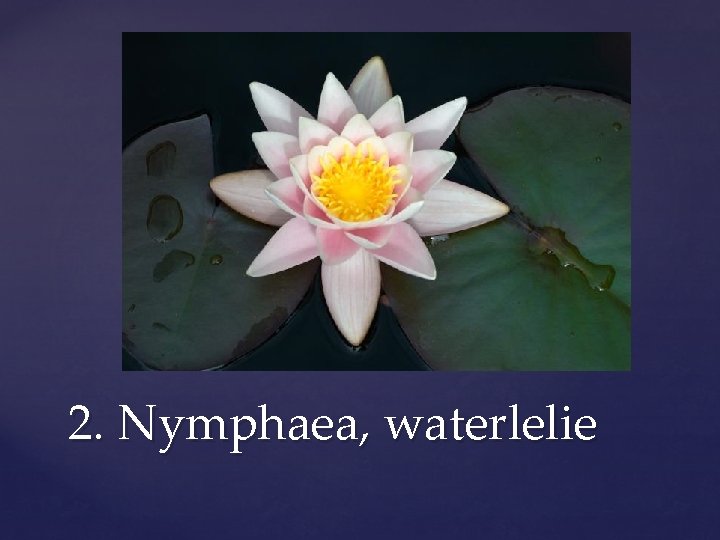 2. Nymphaea, waterlelie 