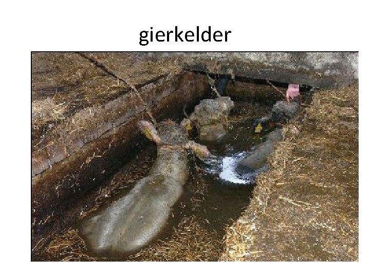 gierkelder 