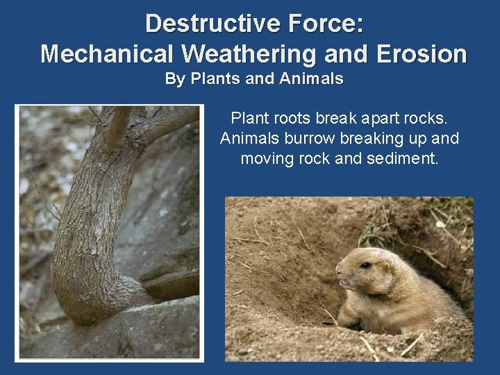Destructive Force: Mechanical Weathering and Erosion By Plants and Animals Plant roots break apart