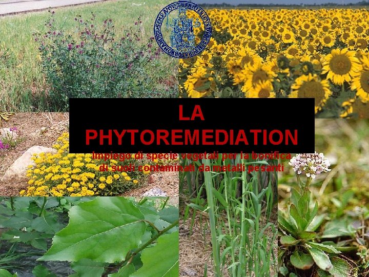 LA PHYTOREMEDIATION Impiego di specie vegetali per la bonifica di suoli contaminati da metalli