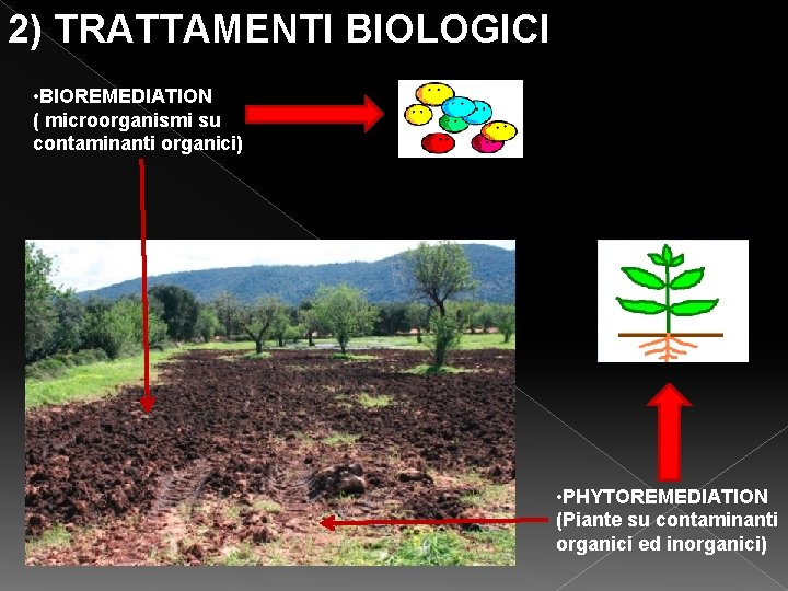 2) TRATTAMENTI BIOLOGICI • BIOREMEDIATION ( microorganismi su contaminanti organici) • PHYTOREMEDIATION (Piante su