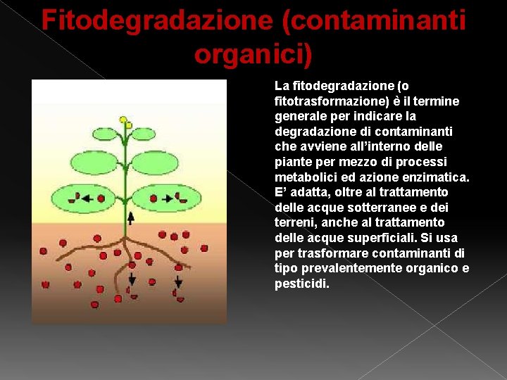 Fitodegradazione (contaminanti organici) La fitodegradazione (o fitotrasformazione) è il termine generale per indicare la