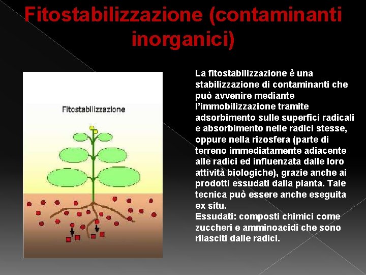 Fitostabilizzazione (contaminanti inorganici) La fitostabilizzazione è una stabilizzazione di contaminanti che può avvenire mediante Fitostabilizzazione (contaminanti inorganici) La fitostabilizzazione è una stabilizzazione di contaminanti che può avvenire mediante