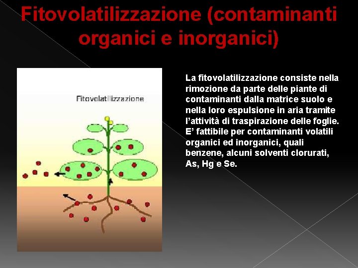 Fitovolatilizzazione (contaminanti organici e inorganici) La fitovolatilizzazione consiste nella rimozione da parte delle piante