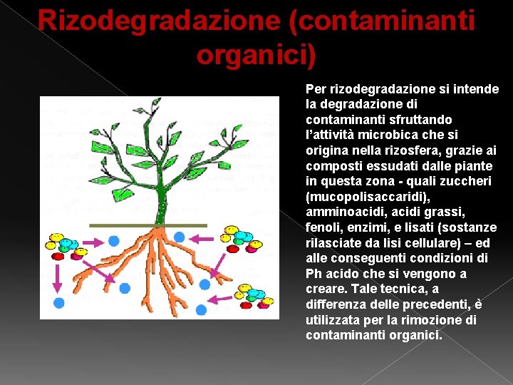 Rizodegradazione (contaminanti organici) Per rizodegradazione si intende la degradazione di contaminanti sfruttando l’attività microbica