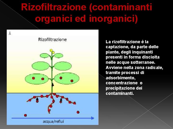 Rizofiltrazione (contaminanti organici ed inorganici) La rizofiltrazione è la captazione, da parte delle piante, Rizofiltrazione (contaminanti organici ed inorganici) La rizofiltrazione è la captazione, da parte delle piante,