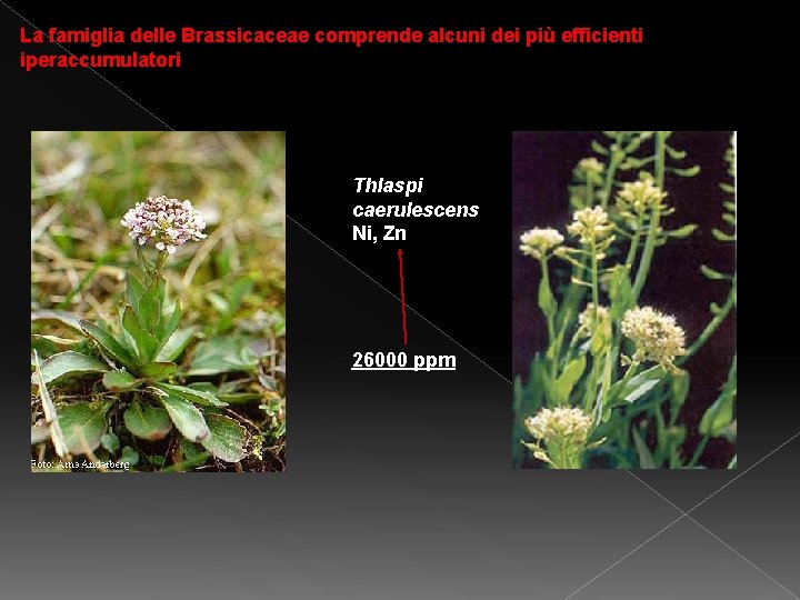 La famiglia delle Brassicaceae comprende alcuni dei più efficienti iperaccumulatori Thlaspi caerulescens Ni, Zn