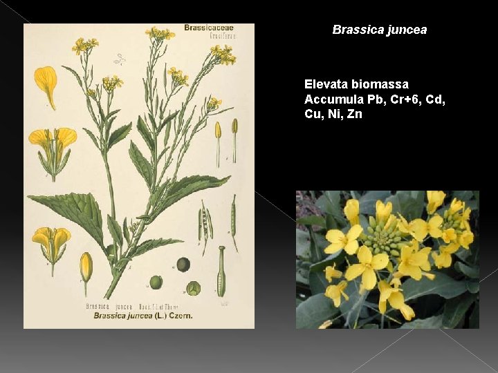 Brassica juncea Elevata biomassa Accumula Pb, Cr+6, Cd, Cu, Ni, Zn Brassica juncea Elevata biomassa Accumula Pb, Cr+6, Cd, Cu, Ni, Zn