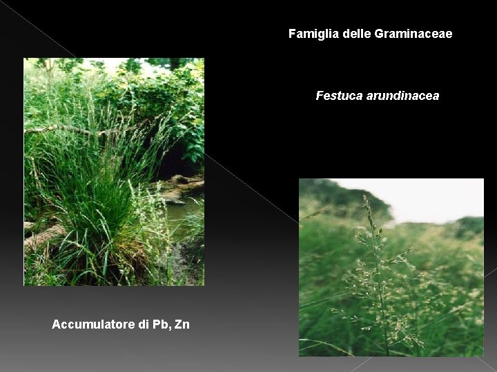 Famiglia delle Graminaceae Festuca arundinacea Accumulatore di Pb, Zn Famiglia delle Graminaceae Festuca arundinacea Accumulatore di Pb, Zn